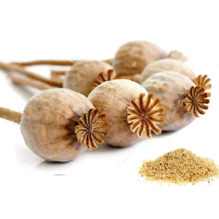 Common Garden White Poppy Seeds