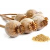 Price: €3.5 - Vrtni Beli Mak Seme (Papaver somniferum) - Seeds Gallery