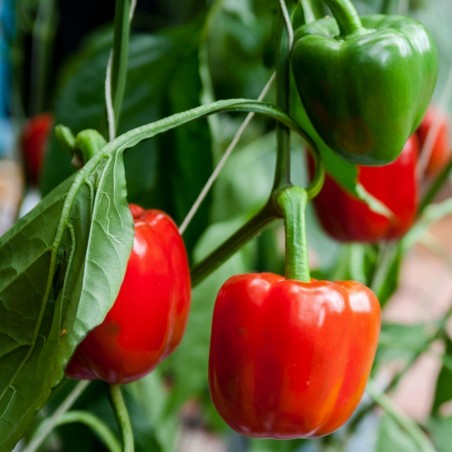 Price: €1.85 - Semillas de Pimiento California Wonder -