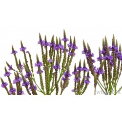 Holy Herb - Common Vervain Seeds (Verbena officinalis)
