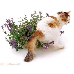 Semillas de Hierba De Los Gatos (Nepeta cataria)