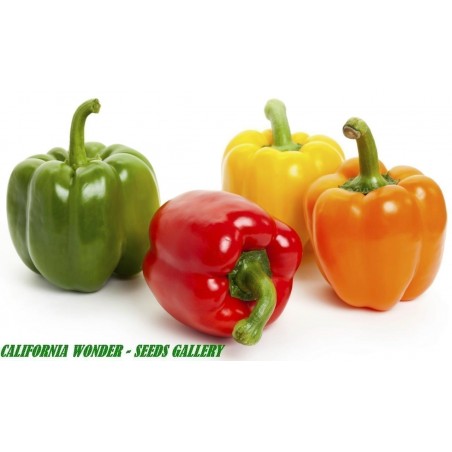 Price: €1.85 - Semillas de Pimiento California Wonder -