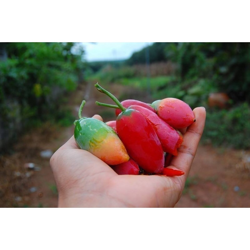 Price: €2.25 - Semi di Zucca Edera (Coccinia indica) - Seeds Gallery
