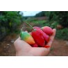Price: €2.25 - Semillas Calabaza Escarlata, Kowai (Coccinia indica) - Seeds Gallery
