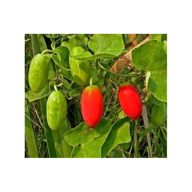 Price: €2.25 - Semillas Calabaza Escarlata, Kowai (Coccinia indica) - Seeds Gallery