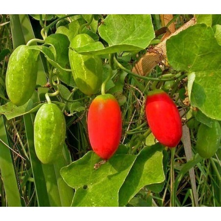 Price: €2.25 - Ivy Gourd, Scarlet Gourd Seeds (Coccinia grandis) - Seeds Gallery