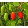Price: €2.25 - Skarletna Tikva Seme (Coccinia grandis) - Seeds Gallery