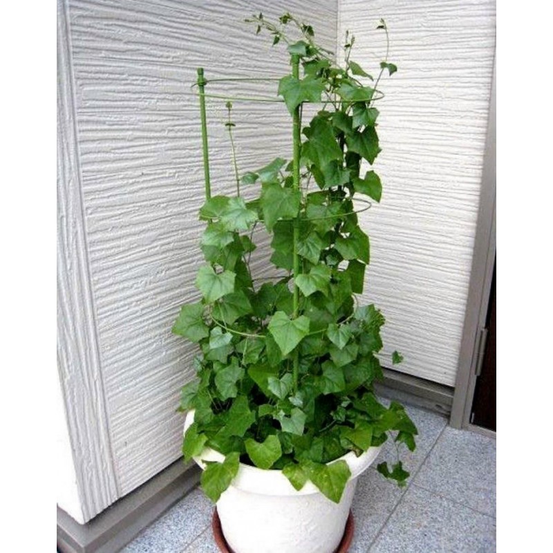 Price: €2.25 - Semi di Zucca Edera (Coccinia indica) - Seeds Gallery