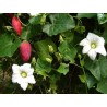 Price: €2.25 - Skarletna Tikva Seme (Coccinia grandis) - Seeds Gallery