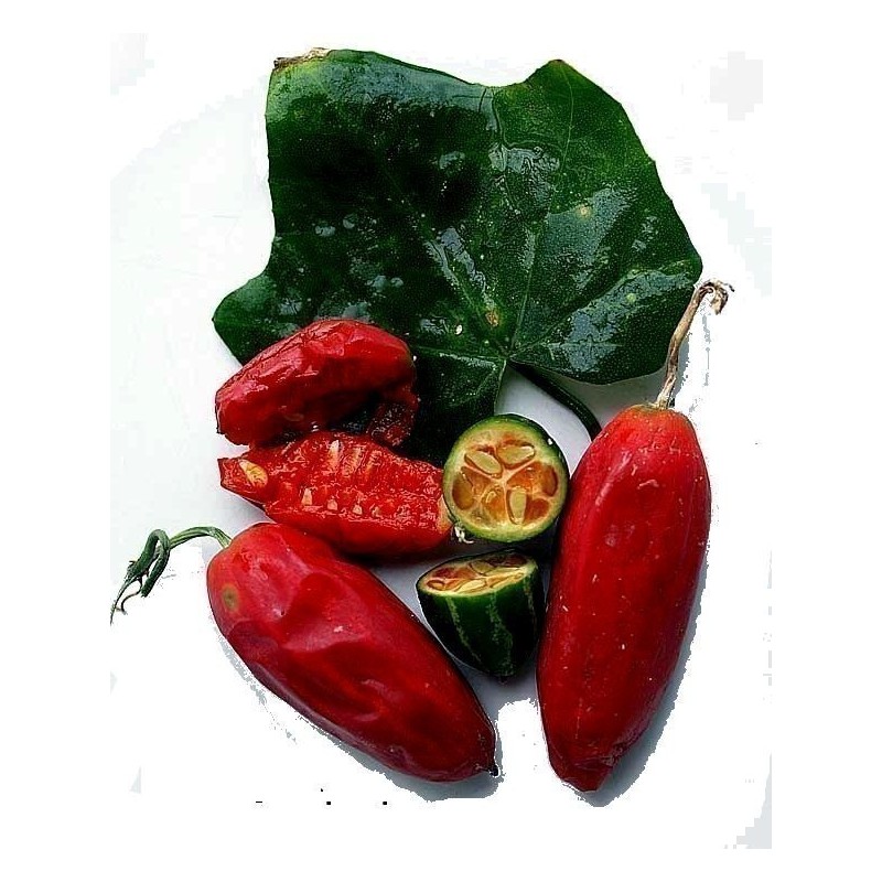 Price: €2.25 - Graines de COURGE ECARLATE (Coccinia grandis) - Seeds Gallery