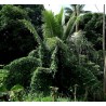 Price: €2.25 - Skarletna Tikva Seme (Coccinia grandis) - Seeds Gallery