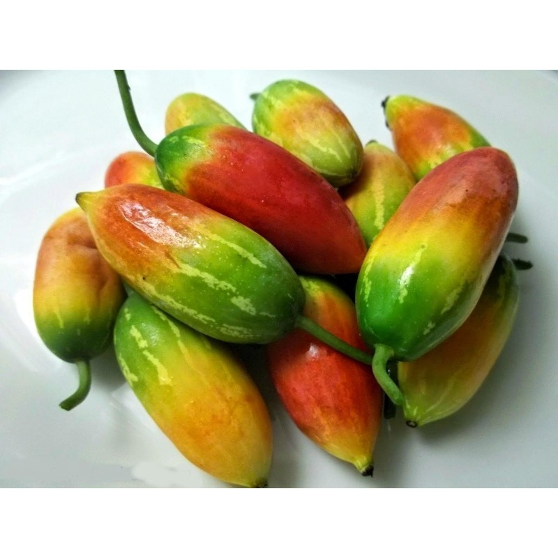 Price: €2.25 - Semillas Calabaza Escarlata, Kowai (Coccinia indica) - Seeds Gallery