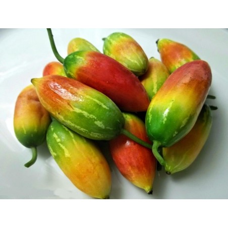 Price: €2.25 - Ivy Gourd, Scarlet Gourd Seeds (Coccinia grandis) - Seeds Gallery