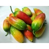 Price: €2.25 - Skarletna Tikva Seme (Coccinia grandis) - Seeds Gallery