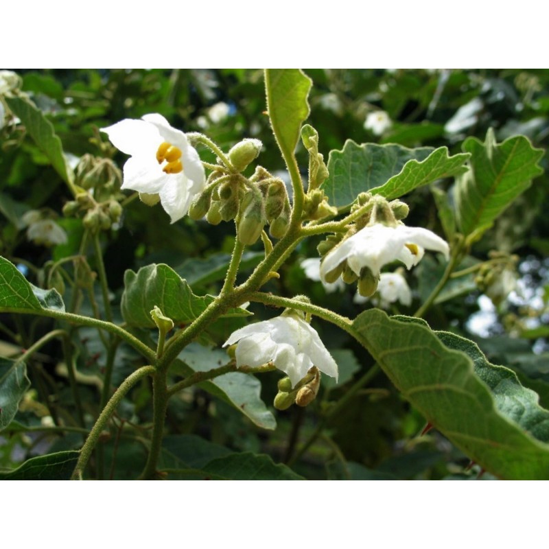 Price: €1.65 - Türkenbeere - Pokastrauch Samen (Solanum torvum) - Seeds Gallery