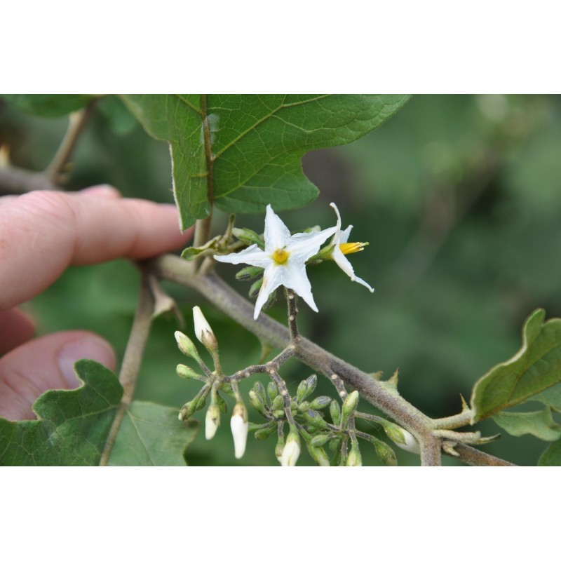 Price: €1.65 - Türkenbeere - Pokastrauch Samen (Solanum torvum) - Seeds Gallery