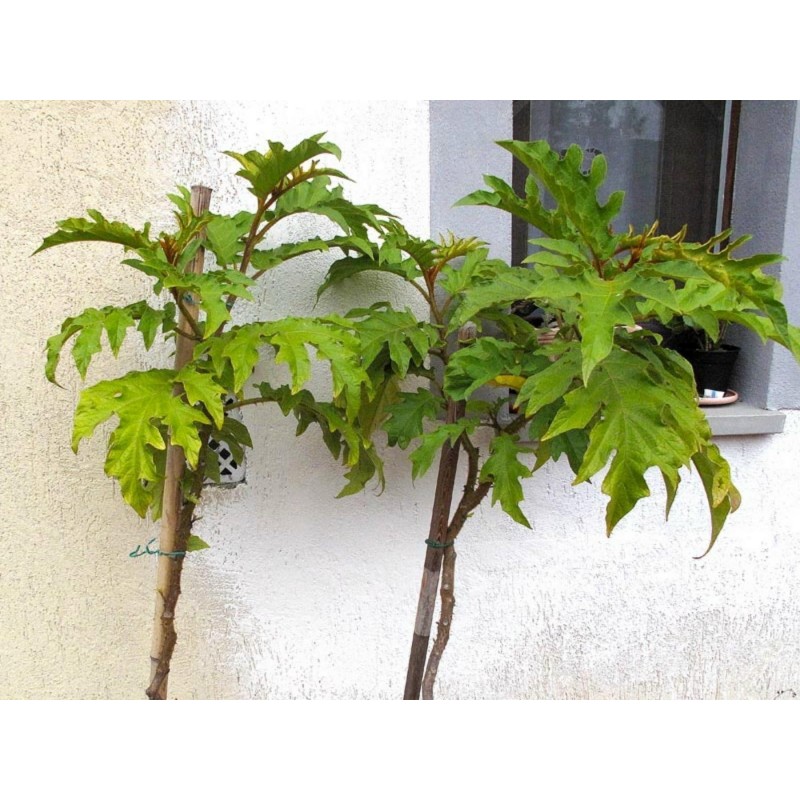 Price: €1.65 - Türkenbeere - Pokastrauch Samen (Solanum torvum) - Seeds Gallery