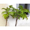 Price: €1.65 - Semillas Hierba Sosa o Pendejera (Solanum torvum) - Seeds Gallery