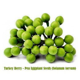 Semillas Hierba Sosa o Pendejera (Solanum torvum) - 1.65