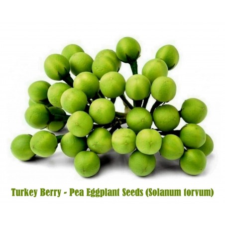 Price: €1.65 - Türkenbeere - Pokastrauch Samen (Solanum torvum) - Seeds Gallery
