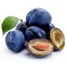 Serbian Plum Seeds (Prunus domestica)