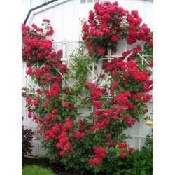 Αναρρίχηση τριαντάφυλλα Σπόροι “Paul Scarlet Climber”