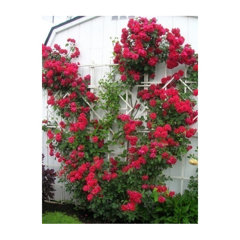 Price: €2.5 - Climbing Rose Seeds Pauls Scarlet Climber - Seeds Gallery