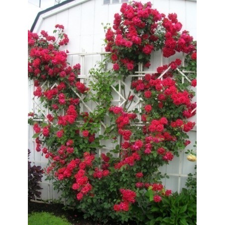 Price: €2.5 - Sementes de Rosa escalada Paul Scarlet Climber - Seeds Gallery