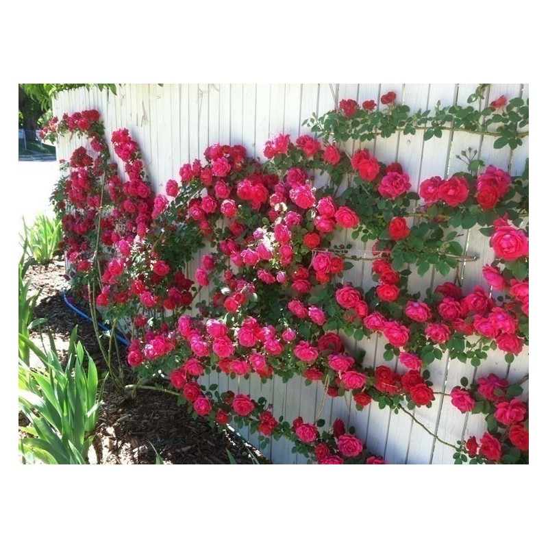Price: €2.5 - Sementes de Rosa escalada Paul Scarlet Climber - Seeds Gallery