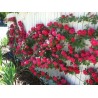 Price: €2.5 - Sementes de Rosa escalada Paul Scarlet Climber - Seeds Gallery