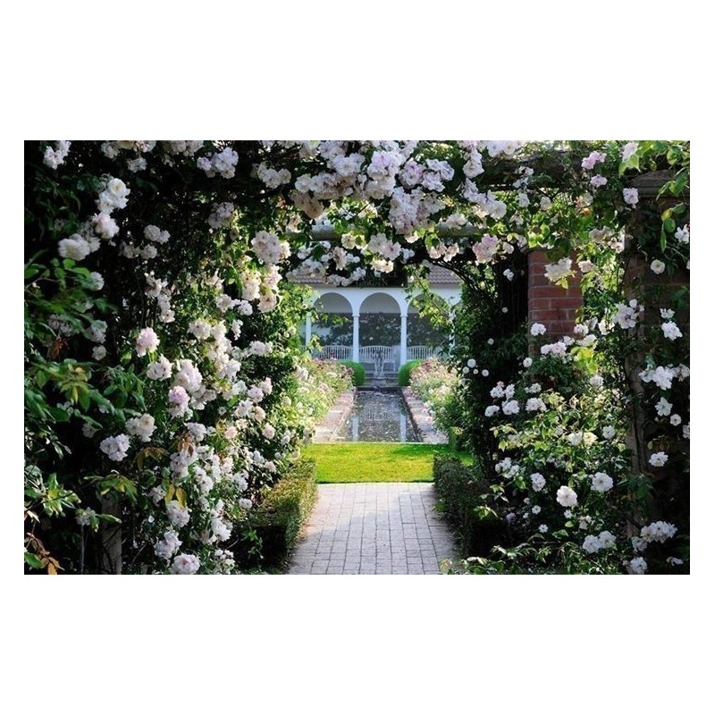 Graines de Rose Escalade Paul Scarlet Climber