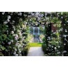 Price: €2.5 - Climbing Rose Seeds Pauls Scarlet Climber - Seeds Gallery