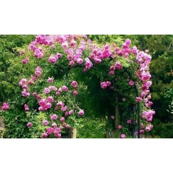 Semillas de Rosas Trepadoras “Queen Elizabeth”