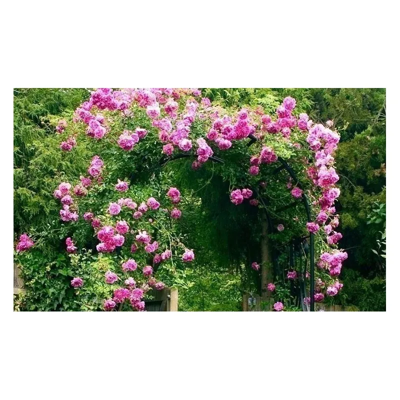 Rosen Kletterrose Samen Pauls Scarlet Climber