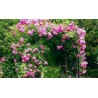 Price: €2.5 - Climbing Rose Seeds Pauls Scarlet Climber - Seeds Gallery