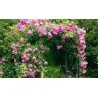 Rosen Kletterrose Samen Pauls Scarlet Climber