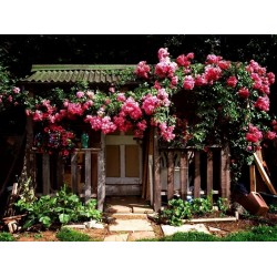 Price: €2.5 - Klättring Rose Fröer Paul Scarlet Climber - Seeds Gallery