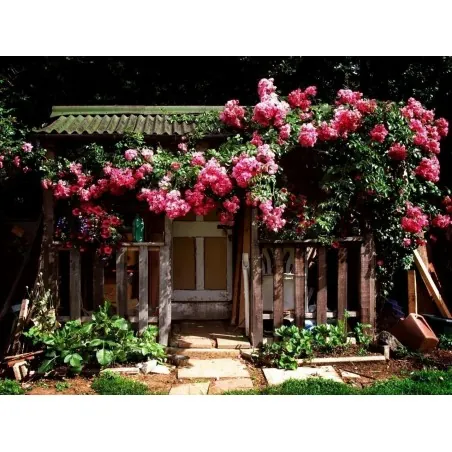 Rosen Kletterrose Samen Pauls Scarlet Climber