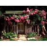 Price: €2.5 - Sementes de Rosa escalada Paul Scarlet Climber - Seeds Gallery