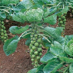 Brussel Sprouts Seeds