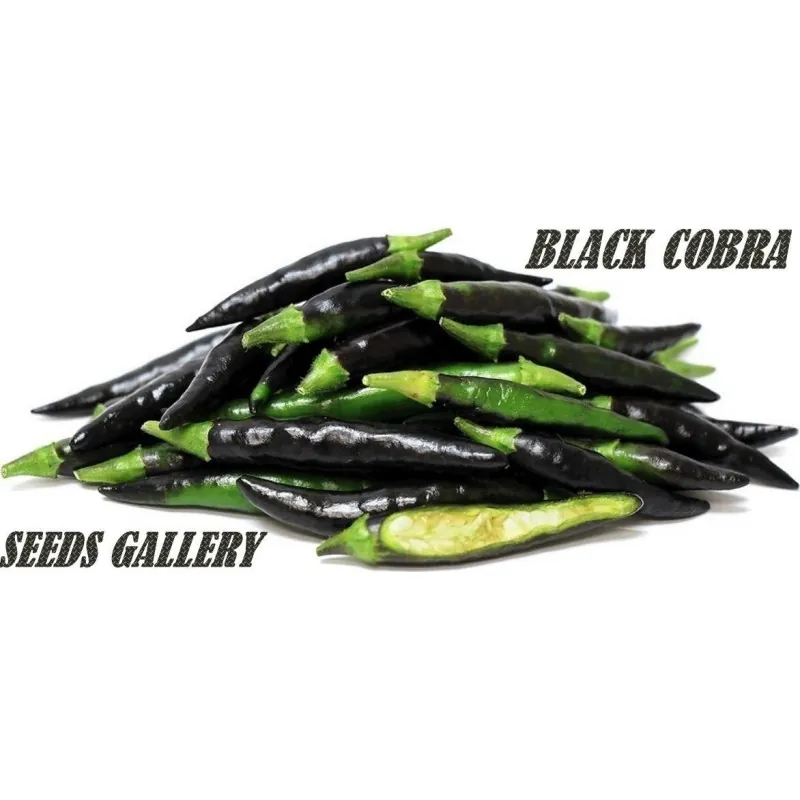 Sementes de Pimenta Black Cobra (C. annuum)