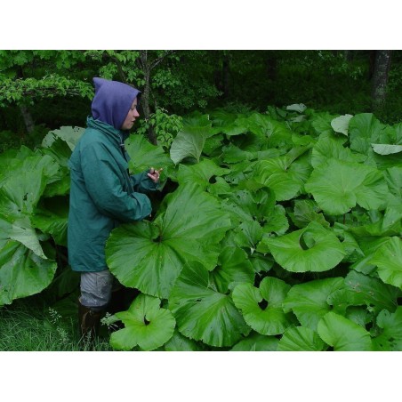 Price: €1.75 - Butterbur Sprout Seeds (Petasites hybridus) - 