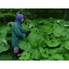 Price: €1.75 - Butterbur Sprout Seeds (Petasites hybridus) - 