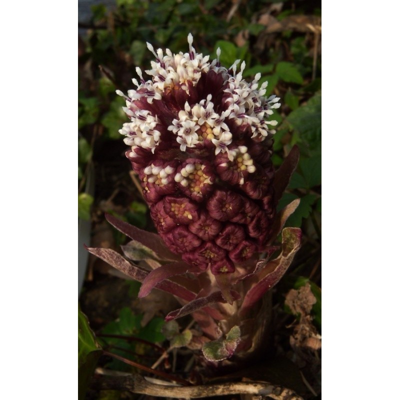 Price: €1.75 - Butterbur Sprout Seeds (Petasites hybridus) - 