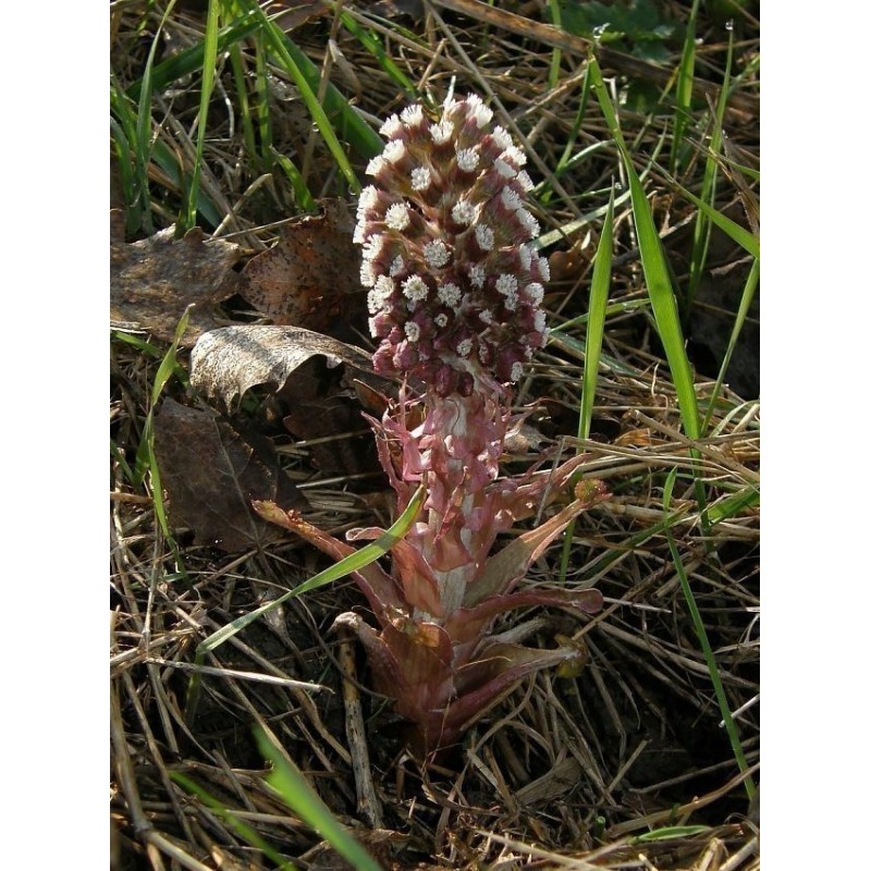 Price: €1.75 - Butterbur Sprout Seeds (Petasites hybridus) - 