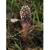 Price: €1.75 - Butterbur Sprout Seeds (Petasites hybridus) - 