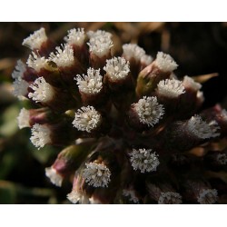 Sementes de Petasite - planta medicinal