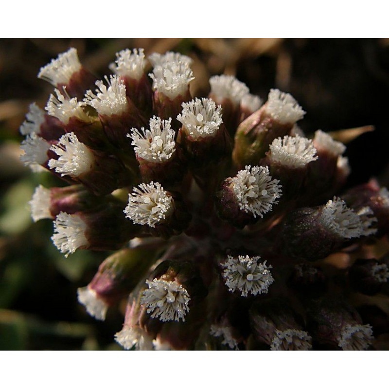 Price: €1.75 - Butterbur Sprout Seeds (Petasites hybridus) - 