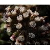 Price: €1.75 - Butterbur Sprout Seeds (Petasites hybridus) - 