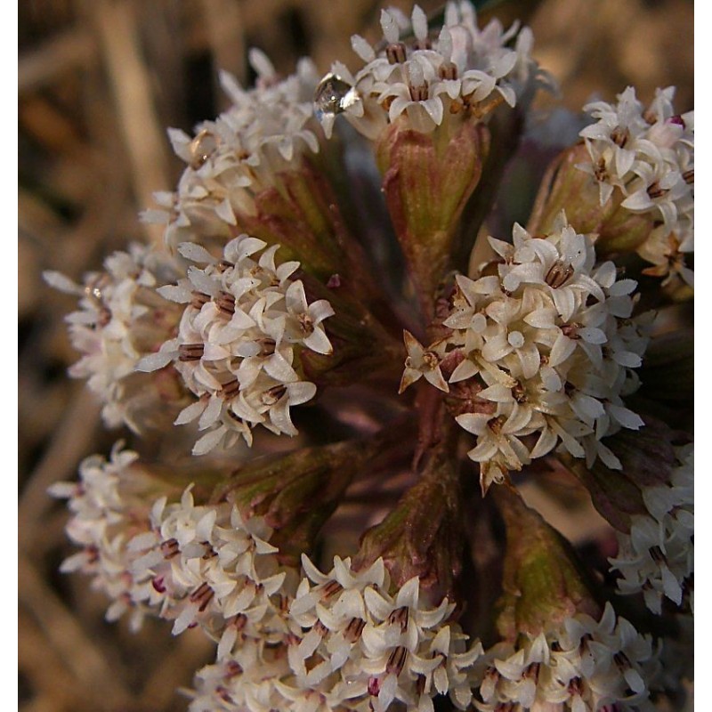 Price: €1.75 - Butterbur Sprout Seeds (Petasites hybridus) - 